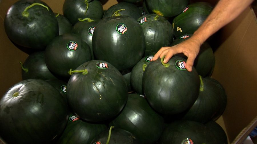 Variedade pingo doce se destaca pela aparência e pelo sabor.