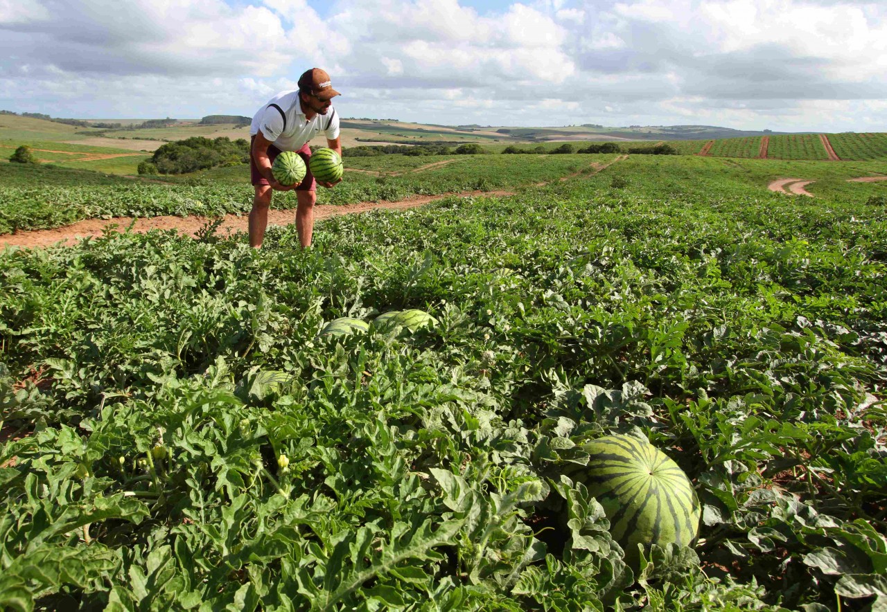 Safra da melancia na Zona Sul apresenta uma nova variedade, uma fruta de polpa amarela.